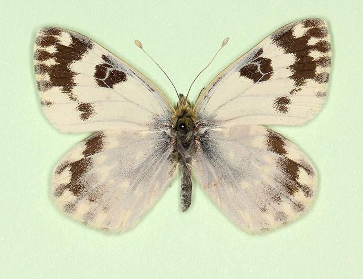 Pontia daplidice female (aberrant form conjugata) (Internet Image property of respective owner, non-commercial use only)